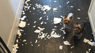 Bret Bielema's Tiny Dogs Cannot Be Contained